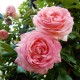 Trandafir urcator Eden Rose Rna